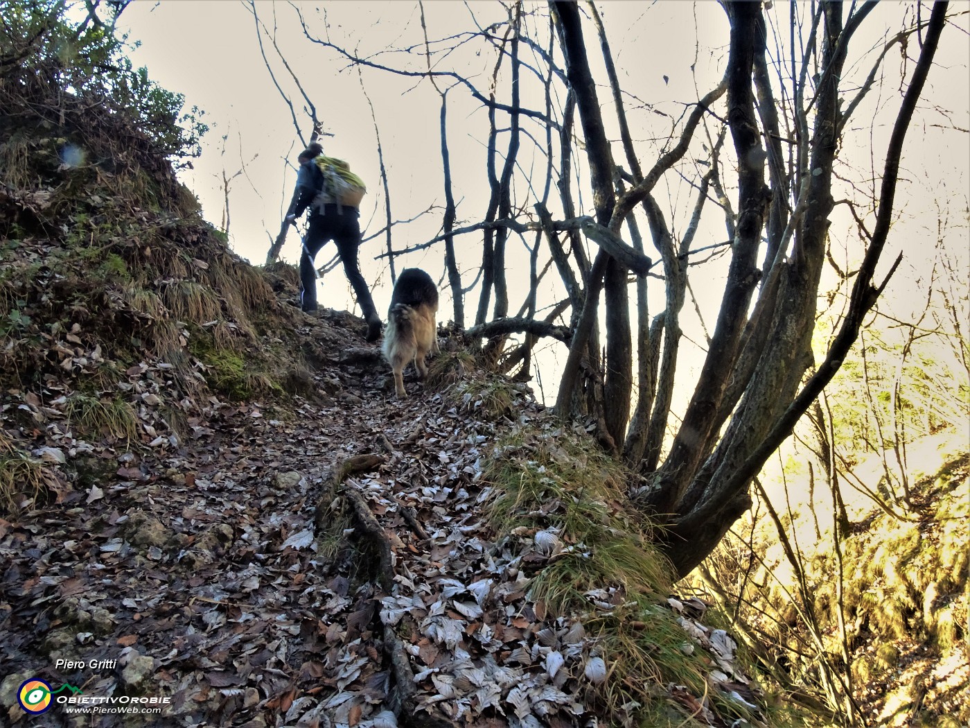 10 Sul sent. 598A nel bosco di prevalenti carpini neri.JPG